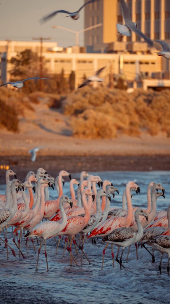 pexels photo 18268115.jpeg